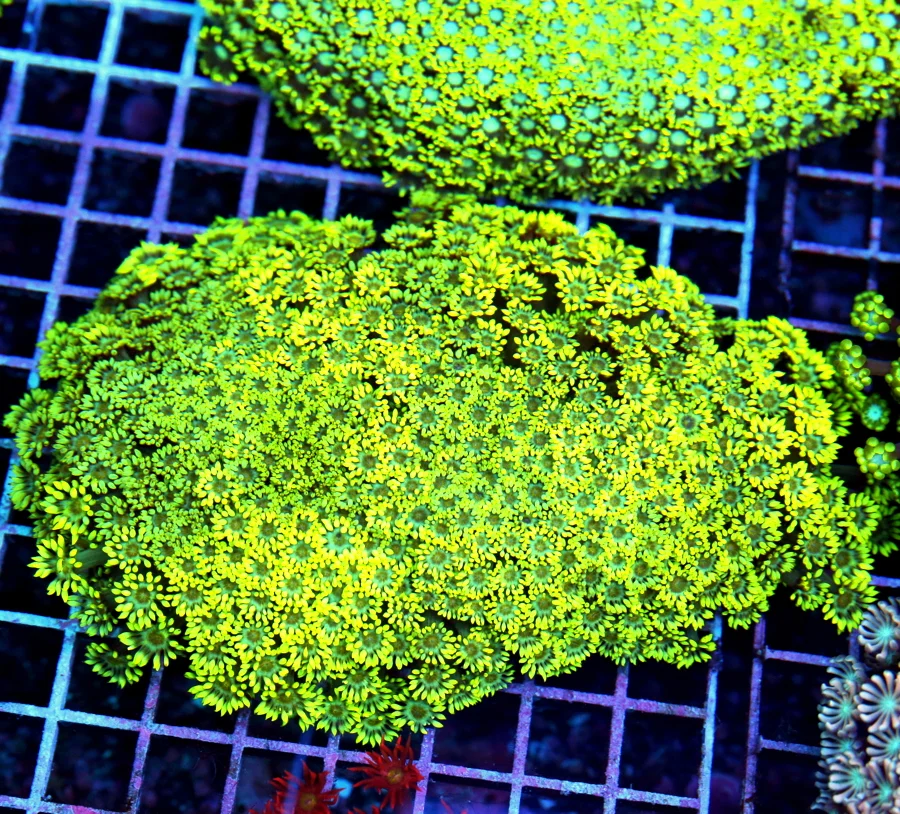 7x6 GONIOPORA CORAL -  VERY VERY RARE COLORED BLUE EYED GONIOPORA CORAL