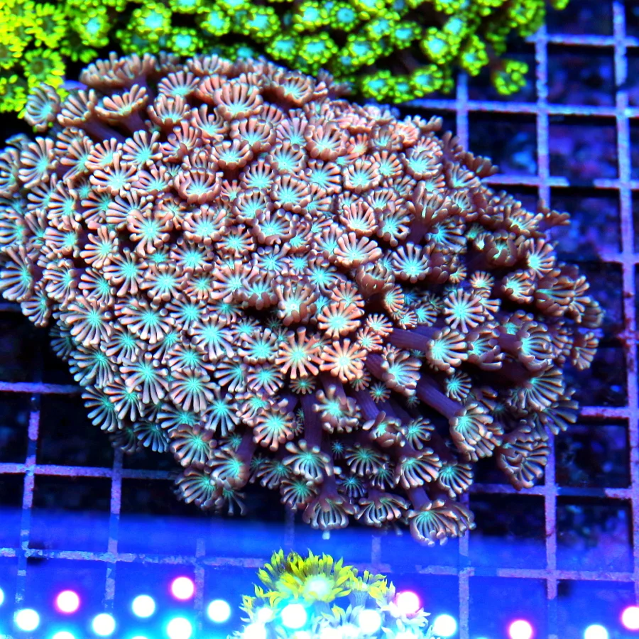 5.5x4.5 GONIOPORA CORAL - ULTRA PINK/RED BLUE EYED GONIOPORA CORAL