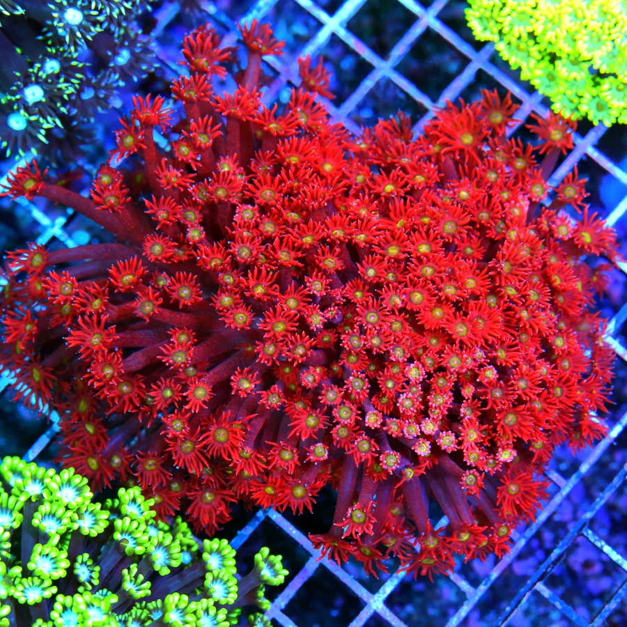 5.5x5.5 GONIOPORA CORAL - NICEST IN YEARS VERY VERY SPECIAL SHOWPIECE GONIOPORA CORAL