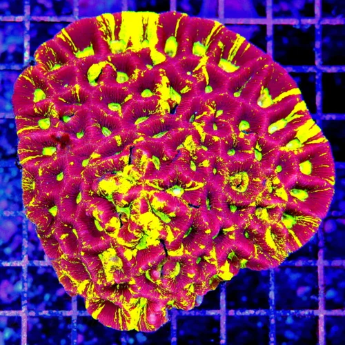 4.5x4 FAVIA CORAL - ONE OF A KIND - HANDPICKED ULTRA ULTRA GRADE SHOWPIECE FAVIA CORAL