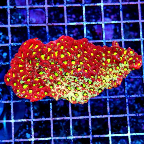 4.5" WAR CORAL FAVITES - VERY VERY NICE ULTRA LEMON LIME YELLOW EYED WAR CORAL FAVITES