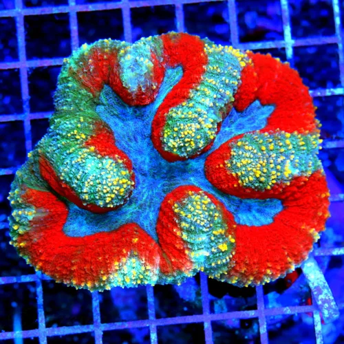 4.5x4 LOBOPHYLLIA CORAL - BAD TO THE BONE ULTRA COLORED VERY VERY INTENSE "SUPERMAN" LOBOPHYLLIA