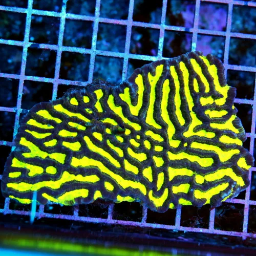 5x3.5 PLATYGYRA CORAL - WEICKED NEON ULTRA COLORED HARD TO FIND COLORED YELLOW PLATYGYRA