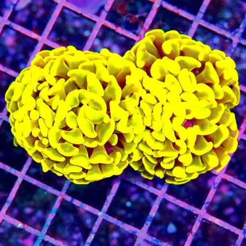 4.5x3.5 BRANCHING HAMMER CORAL - SUPER NEON HIGHLIGHTER YELLOW ULTRA COLORED BRANCHING HAMMER CORAL