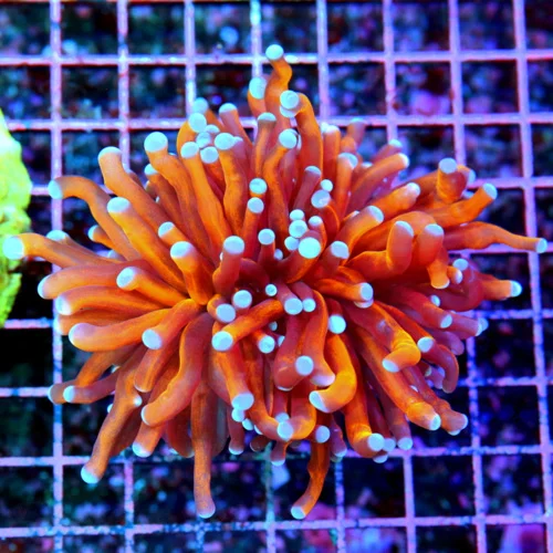 4.5x4.5 TORCH CORAL - CRAZY INSANE EXTREME CORALS FAMOUS "RADIOACTIVE" TORCH CORAL