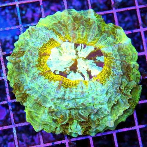 5.5x5.5 ACANTHOPHYLLIA CORAL - VERY VERY NICE ULTRA GRADE MULTICOLORED ACANTHASTREA CORAL