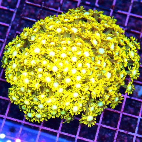 5.5x5.5 GONIOPORA CORAL - WOWEE! SUPER ULTRA COLORED WHITE EYED GONIOPORA CORAL