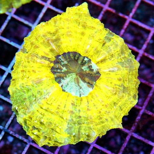 5.5x5.5 ACANTHOPHYLLIA CORAL - CRAZY MULTICOLORED YELLOW BLUE AND GREEN ULTRA GRADE ACANTHOPHYLLIA