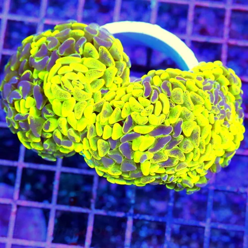 5.5x3.5 BRANCHING HAMMER CORAL - WICKED ULTRA NEON HIGHLIGHTER YELLOW BRANCHING HAMMER CORAL
