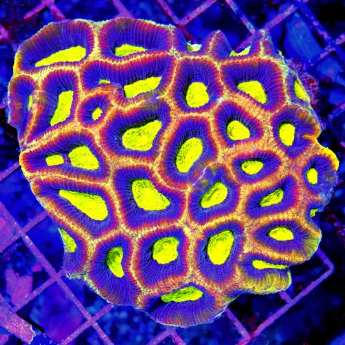 4.5x4 FAVIA CORAL - VERY VERY RARE COLORED "DRAGON SOUL" REVERSE PRISM FAVIA CORAL