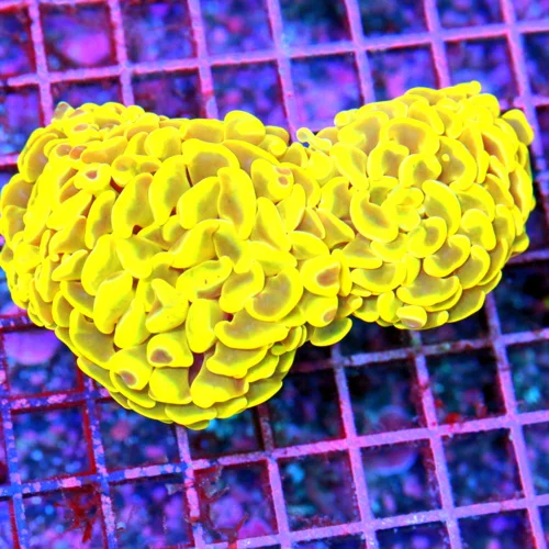 5.5x5 BRANCHING HAMMER CORAL - ULTRA ULTRA NEON YELLOW ULTRA GRADE BRANCHING HAMMER CORAL