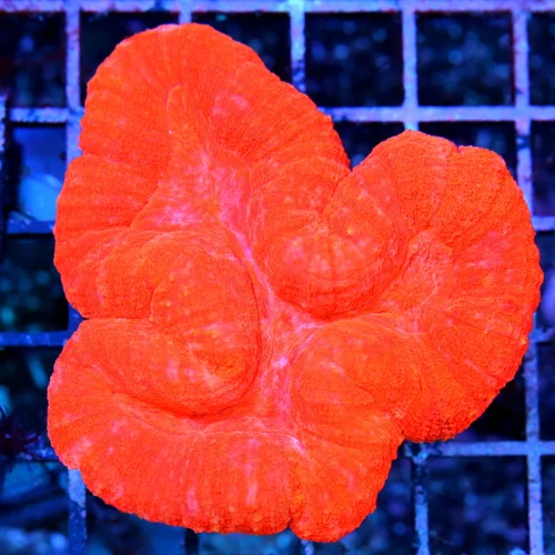 4x3.5 LOBOPHYLLIA CORLA - SCREAMING NEON RED "CHERRY BOMB" LOBOPHYLLIA CORAL