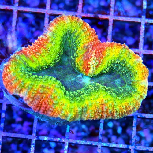 4x3 LOBOPHYLLIA CORLA - TRI-COLORED ULTRA GRADE LOBOPHYLLIA CORAL