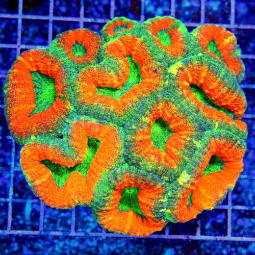 5.5x5.5 LOBOPHYLLIA CORAL - CENTER PIECE OF ANYONE'S TANK - ULTRA ULTRA GRADE SHOW PIECE LOBO