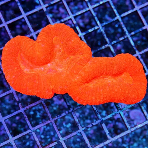 5.5" LOBOPHYLLIA CORAL - SUPER NEON NEON RED "CHERRY BOMB" LOBOPHYLLIA CORAL
