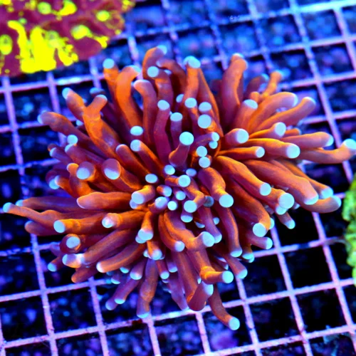 4.5x4.5 TORCH CORAL - CRAZY INSANE EXTREME CORALS FAMOUS "RADIOACTIVE" TORCH CORAL