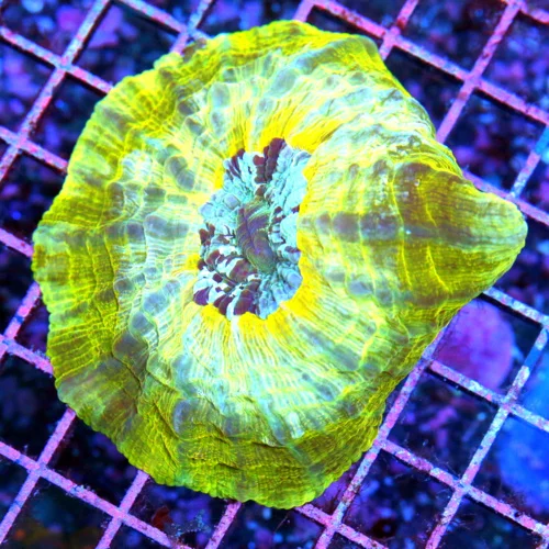 5.5x.5 ACANTHOPHYLLIA CORAL - HANDPICKED SHOW PIECE MULTICOLORED ACANTHOPHYLLIA CORAL
