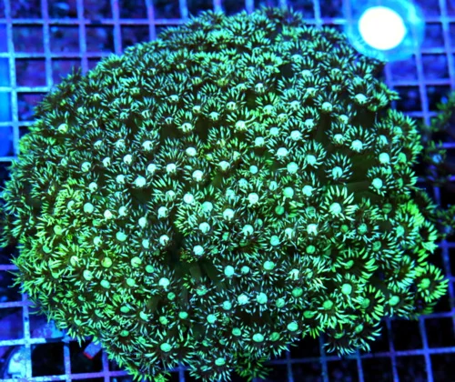 7x7 GIANT GONIOPORA CORAL - MULTICOLORED ALIEN EYED GONIOPORA CORAL