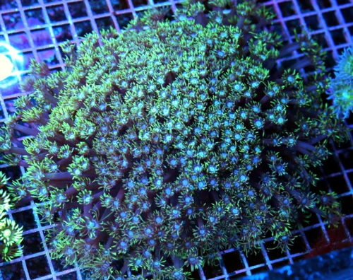 9x9 GIANT GONIOPORA CORAL - OUT OF THIS WORLD ULTIMATE SHOWPIECE BLUE EYED GONIOPORA