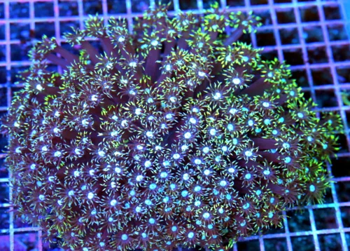 8x8 GONIOPORA CORAL - PRETTIEST BI-COLORED BLUE GONIOPORA YOU'LL EVER SEE