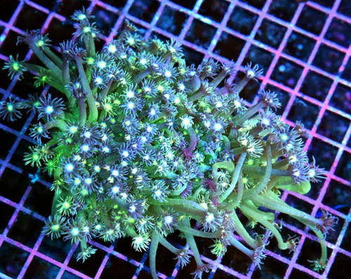 7x6 GONIOPORA CORAL - YELLOW EYED BLUE PETAL SHOWPIECE GONIOPORA CORAL