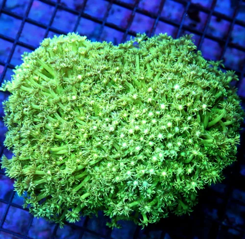 6.5x6.5 XXL GONIOPORA CORAL - LEMON LIME SEAFOAM GREEN ULTRA COLORED GONIOPORA CORAL