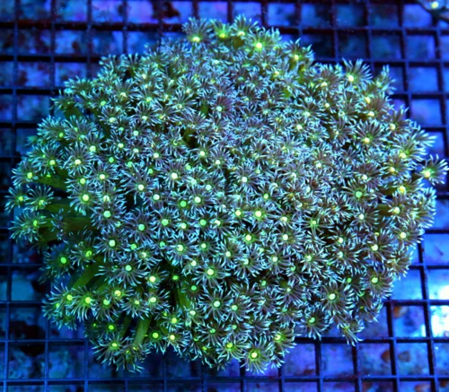8x8 XXL GONIOPORA CORAL - SUPER PURPLE TIPPED TWINKLER GONIOPORA SHOWPIECE