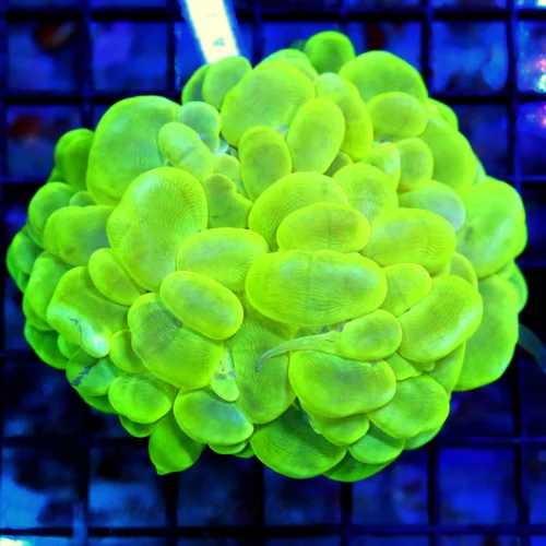 4.5x4 LARGE BUBBLE CORAL - VERY VERY NICE LEMON LIME YELLOW LARGE BUBBLE CORAL