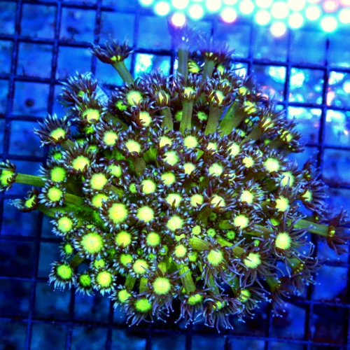 5.5x5.5 GONIOPORA CORAL - ULTRA COLORED PURPLE TENTACLED ALIEN EYED GONIOPORA CORAL