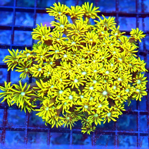 5x5 GONIOPORA CORAL - ULTRA BLUE WHITE ALIEN EYED NEON YELLOW GONIOPORA CORAL