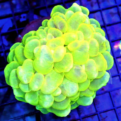 5.5x4 XL BUBBLE CORAL - LEMON LIME YELLOW BLUE HUED BUBBLE CORAL