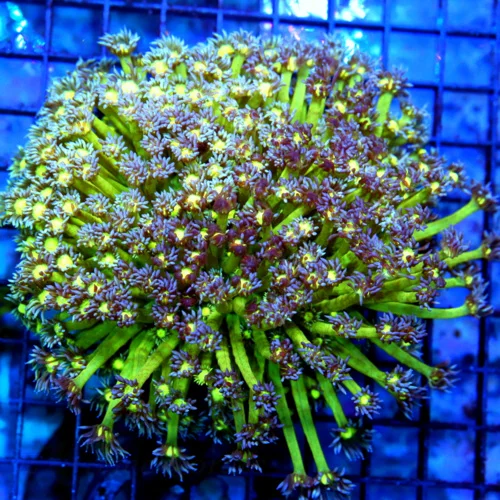 5.5x5.5 GONIOPORA CORAL - HANDPICKED VERY VERY SPECIAL ULTRA ULTRA COLORED GONIOPORA