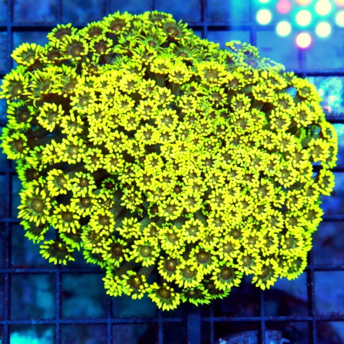 5.5x.5 GONIOPORA CORAL - GLOW IN THE DARK NEON HIGHLIGHTER
