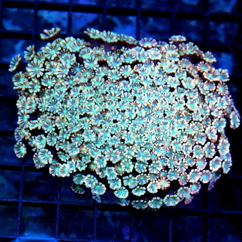 5.5x5.5 GONIOPORA CORAL -  SUPER PINK AND RED BLUE EYED GONIOPORA CORAL