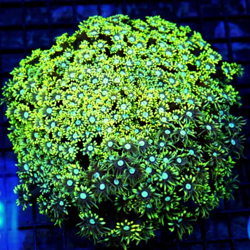 7x7 HUGE GONIOPORA CORAL - SHOWPIECE MULTICOLORED YELLOW AND PURPLE BLUE EYED GONI