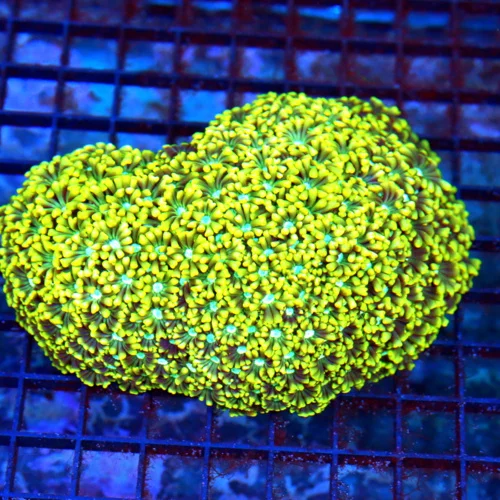 6.5x5.5 GONIOPORA CORAL - SUPER NEON YELLOW BLUE ALIEN EYED GONIOPORA