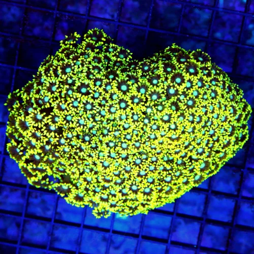 6x5 GONIOPORA CORAL - SUPER NEON YELLOW BLUE ALIEN EYED NEON YELLOW ULTRA COLORED