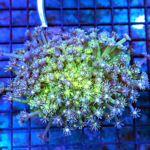 5.5x5.5 GONIOPORA CORAL - PURPLE TENTACLED MULTICOLORED YELLOW EYED GONIOPORA CORAL