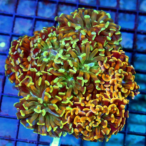 5.5x5.5 BRANCHING HAMMER CORAL - OUT OF THIS WORLD COMBO ULTRA GRADE BRANCHING HAMMER CORAL