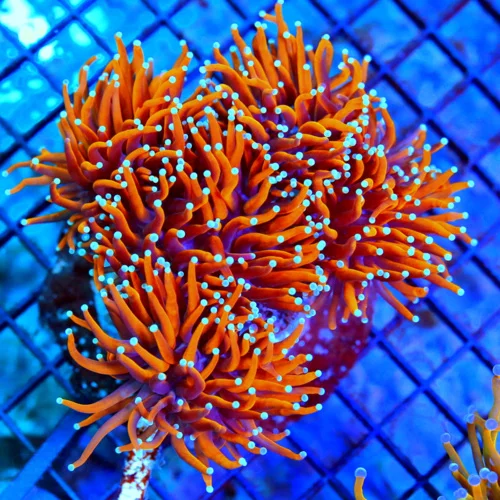 5.5x5.5 TORCH CORAL - COLLECTOR'S ITEM "24K GOLD" ULTRA GRADE TORCH CORAL