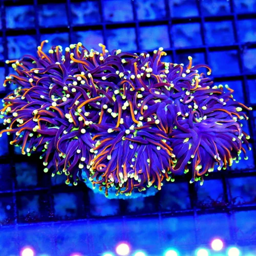 5.5x5 TORCH CORAL - ULTIMATE COLLECTOR'S ITEM BLACKLIGHT INDO TORCH CORAL