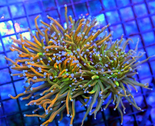 5.5x5 XXL TORCH CORAL - ULTRA COLORED HOLY GRAIL/HOLY QUACAMOLE MORPH TORCH CORAL