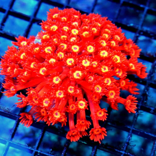 5x5 GONIOPORA CORAL - SUPER ULTRA COLORED RED GONIOPORA CORAL