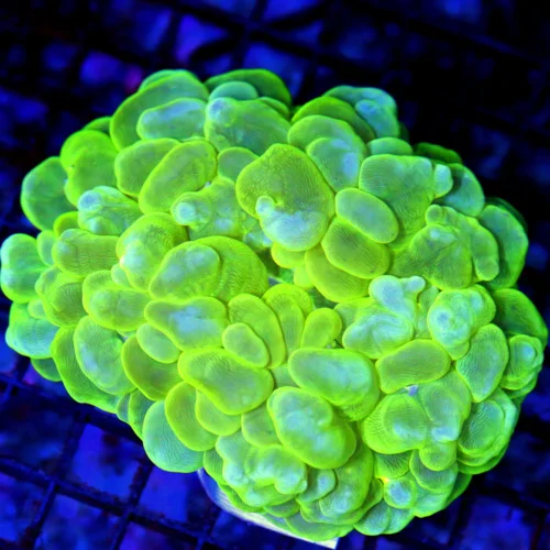 5.5x5 BUBBLE CORAL - ULTRA COLORED LEMON LIME YELLOW BUBBLE CORAL