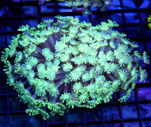5.5x5 GONIOPORA CORAL - VERY VERY NICE BLUE EYED GONIOPORA CORAL