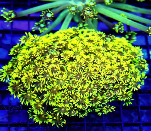 5.5x5 GONIOPORA CORAL - ULTRA ULTRA GLOWING NEON YELLOW GONIOPORA CORAL