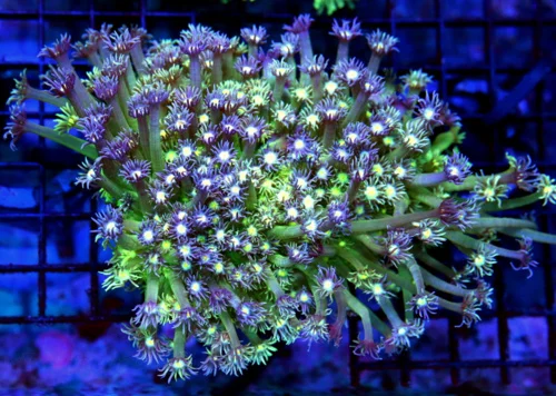 6x5 GONIOPORA CORAL - PURPLE POLYP NEON YELLOW TENTACLED GONIOPORA CORAL