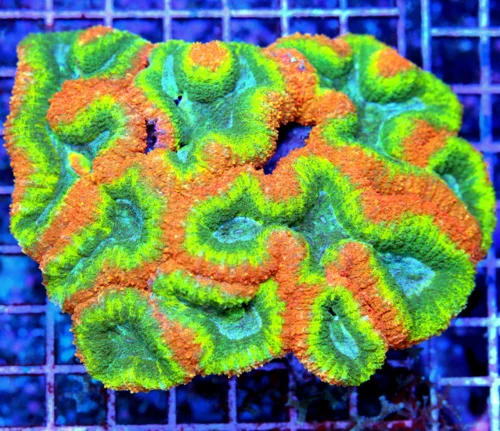 6x5 XXL LOBOPHYLLIA CORAL - QUAD COLORED HANDPICKED CENTERPIECE LOBOPHYLLIA CORAL