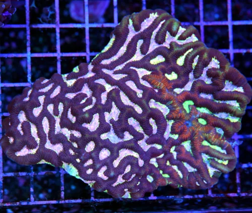 6x5 XL PLATYGYRA CORAL - BEAUTIFUL PINK EYED PLATYGYRA CORAL