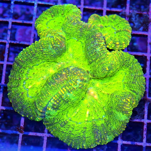 5x5 LOBOPHYLLIA CORAL - SUPER SUPER MULTICOLORED GLOW IN THE DARK GREEN LOBOPHYLLIA CORAL